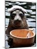 Male Baikal Seal Billy Performs a Dip in Hot Spring, Holding a Sake Bottle at an Aquarium in Hakone-null-Mounted Photographic Print