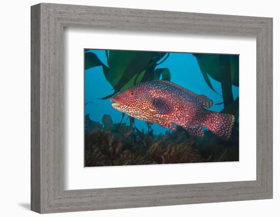 Male Ballan wrasse, showing his mating colours. Plymouth, Devon-Alex Mustard-Framed Photographic Print