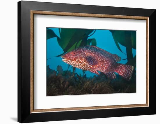 Male Ballan wrasse, showing his mating colours. Plymouth, Devon-Alex Mustard-Framed Photographic Print