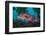 Male Ballan wrasse, showing his mating colours. Plymouth, Devon-Alex Mustard-Framed Photographic Print