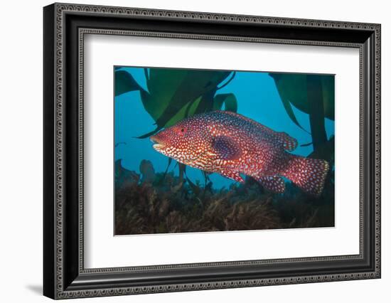 Male Ballan wrasse, showing his mating colours. Plymouth, Devon-Alex Mustard-Framed Photographic Print