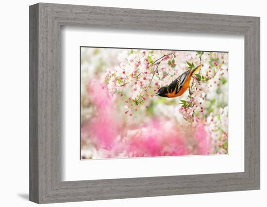 Male Baltimore oriole foraging in flowering Crabapple, USA-Marie Read-Framed Photographic Print