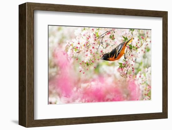Male Baltimore oriole foraging in flowering Crabapple, USA-Marie Read-Framed Photographic Print