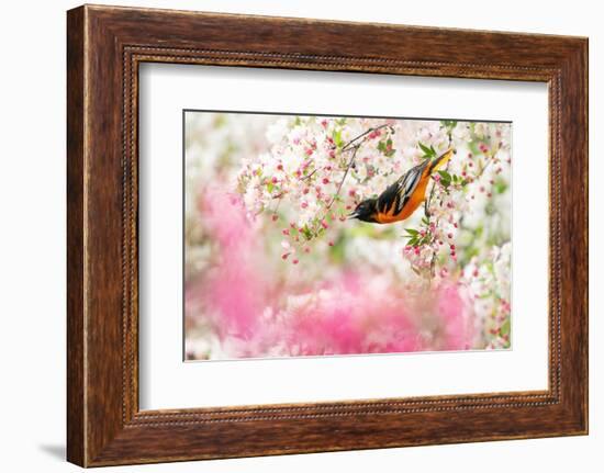 Male Baltimore oriole foraging in flowering Crabapple, USA-Marie Read-Framed Photographic Print