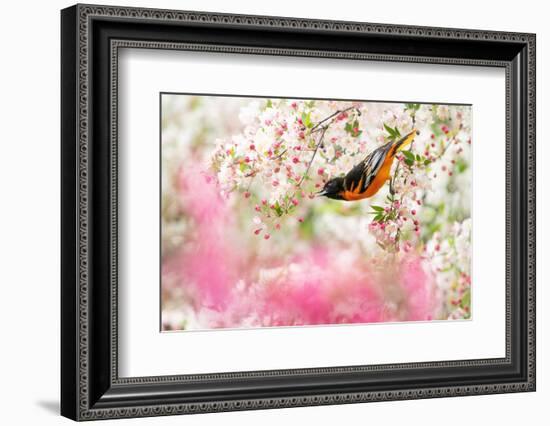 Male Baltimore oriole foraging in flowering Crabapple, USA-Marie Read-Framed Photographic Print