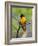 Male Baltimore Oriole-Adam Jones-Framed Photographic Print