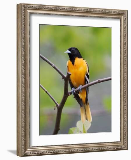 Male Baltimore Oriole-Adam Jones-Framed Photographic Print