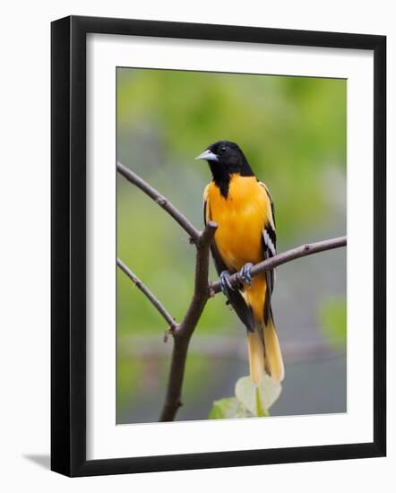 Male Baltimore Oriole-Adam Jones-Framed Photographic Print