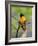 Male Baltimore Oriole-Adam Jones-Framed Photographic Print