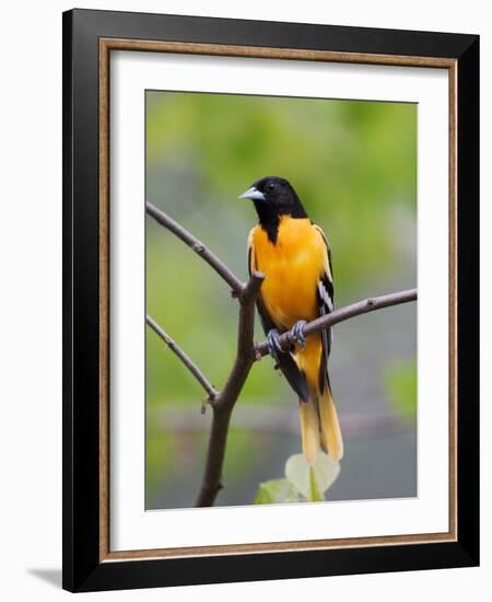 Male Baltimore Oriole-Adam Jones-Framed Photographic Print