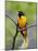 Male Baltimore Oriole-Adam Jones-Mounted Photographic Print