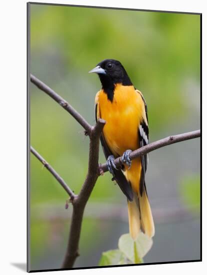 Male Baltimore Oriole-Adam Jones-Mounted Photographic Print