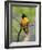 Male Baltimore Oriole-Adam Jones-Framed Photographic Print