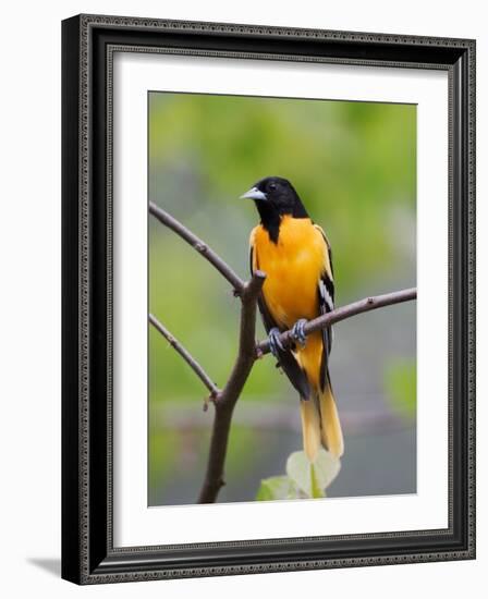 Male Baltimore Oriole-Adam Jones-Framed Photographic Print