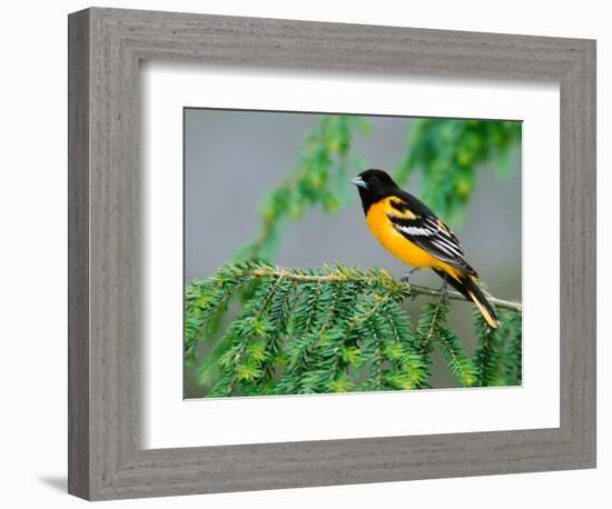 Male Baltimore Oriole-Adam Jones-Framed Photographic Print