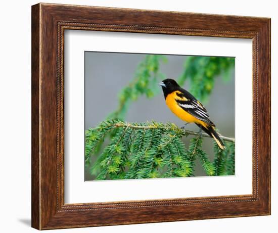 Male Baltimore Oriole-Adam Jones-Framed Photographic Print