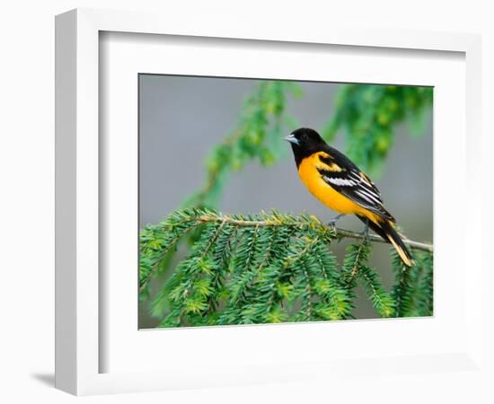 Male Baltimore Oriole-Adam Jones-Framed Photographic Print