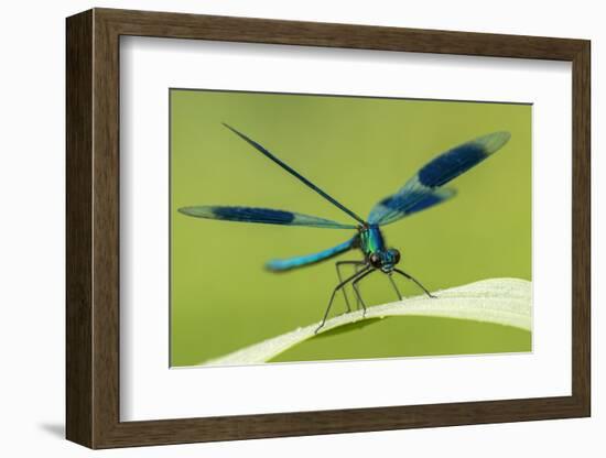 Male Banded Demoiselle (Calopteryx Splendens), Resting On Reed, Lower Tamar Lakes-Ross Hoddinott-Framed Photographic Print