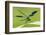 Male Banded Demoiselle (Calopteryx Splendens), Resting On Reed, Lower Tamar Lakes-Ross Hoddinott-Framed Photographic Print