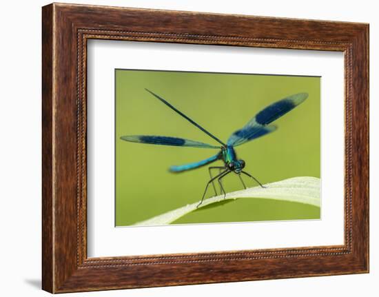 Male Banded Demoiselle (Calopteryx Splendens), Resting On Reed, Lower Tamar Lakes-Ross Hoddinott-Framed Photographic Print