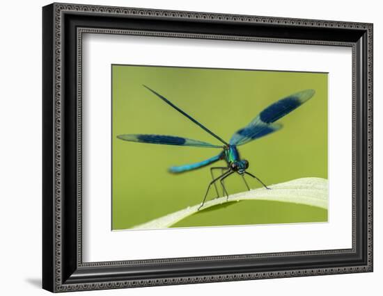 Male Banded Demoiselle (Calopteryx Splendens), Resting On Reed, Lower Tamar Lakes-Ross Hoddinott-Framed Photographic Print