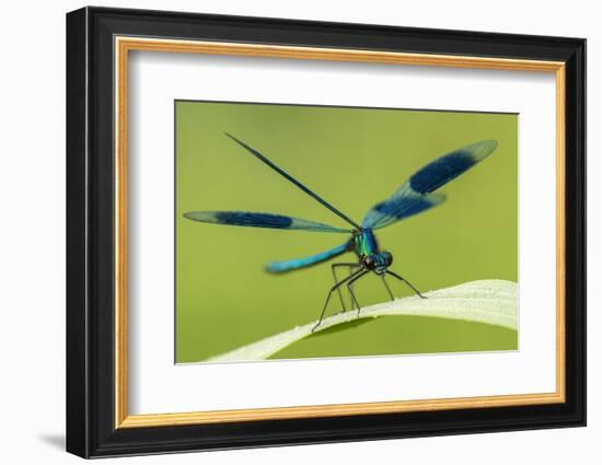 Male Banded Demoiselle (Calopteryx Splendens), Resting On Reed, Lower Tamar Lakes-Ross Hoddinott-Framed Photographic Print