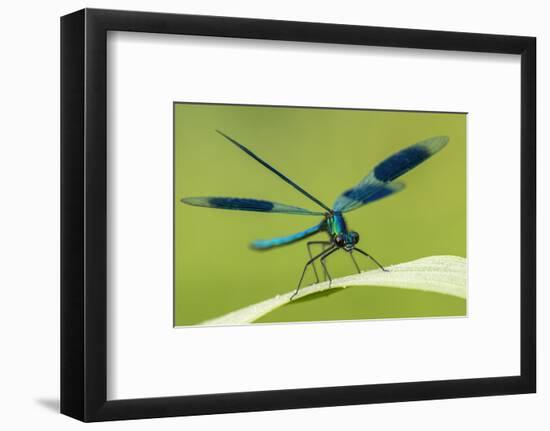 Male Banded Demoiselle (Calopteryx Splendens), Resting On Reed, Lower Tamar Lakes-Ross Hoddinott-Framed Photographic Print