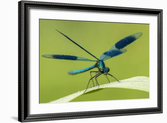 Male Banded Demoiselle (Calopteryx Splendens), Resting On Reed, Lower Tamar Lakes-Ross Hoddinott-Framed Photographic Print