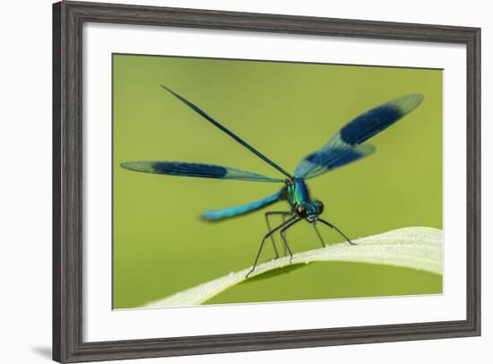 Male Banded Demoiselle (Calopteryx Splendens), Resting On Reed, Lower Tamar Lakes-Ross Hoddinott-Framed Photographic Print