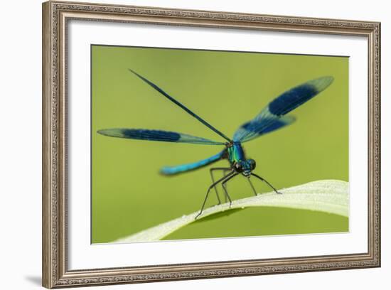 Male Banded Demoiselle (Calopteryx Splendens), Resting On Reed, Lower Tamar Lakes-Ross Hoddinott-Framed Photographic Print