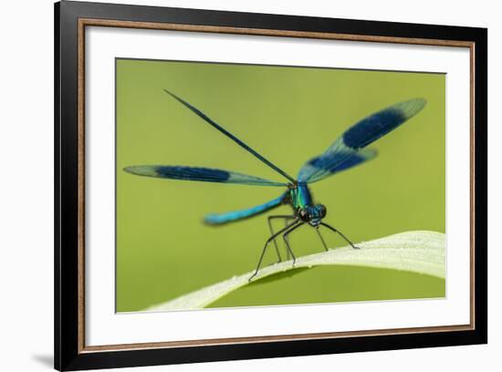 Male Banded Demoiselle (Calopteryx Splendens), Resting On Reed, Lower Tamar Lakes-Ross Hoddinott-Framed Photographic Print