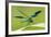 Male Banded Demoiselle (Calopteryx Splendens), Resting On Reed, Lower Tamar Lakes-Ross Hoddinott-Framed Photographic Print