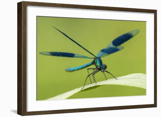 Male Banded Demoiselle (Calopteryx Splendens), Resting On Reed, Lower Tamar Lakes-Ross Hoddinott-Framed Photographic Print