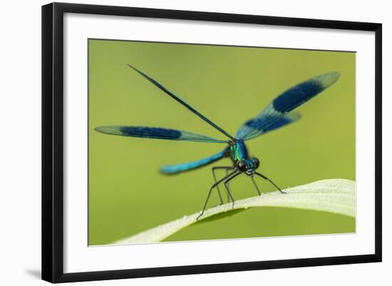 Male Banded Demoiselle (Calopteryx Splendens), Resting On Reed, Lower Tamar Lakes-Ross Hoddinott-Framed Photographic Print