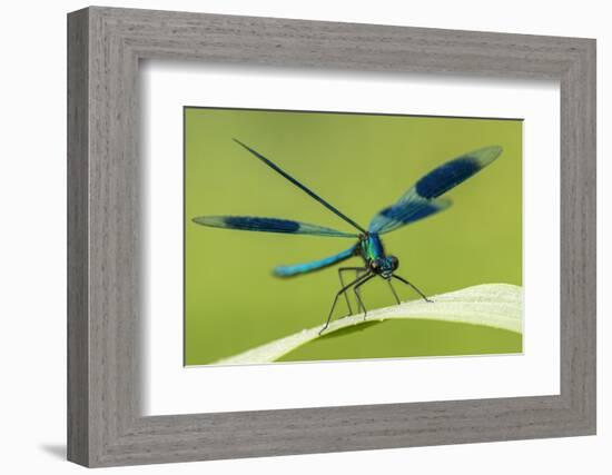 Male Banded Demoiselle (Calopteryx Splendens), Resting On Reed, Lower Tamar Lakes-Ross Hoddinott-Framed Premium Photographic Print