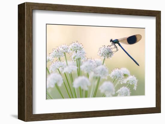 Male banded demoiselle, resting on flower head, Lower Tamar Lakes, Cornwall, UK-Ross Hoddinott-Framed Photographic Print