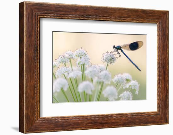 Male banded demoiselle, resting on flower head, Lower Tamar Lakes, Cornwall, UK-Ross Hoddinott-Framed Photographic Print