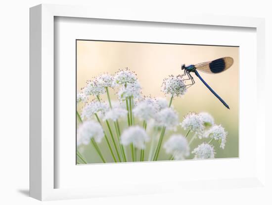 Male banded demoiselle, resting on flower head, Lower Tamar Lakes, Cornwall, UK-Ross Hoddinott-Framed Photographic Print