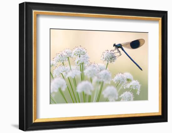 Male banded demoiselle, resting on flower head, Lower Tamar Lakes, Cornwall, UK-Ross Hoddinott-Framed Photographic Print