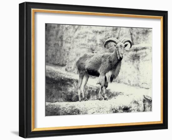 Male Barbary Sheep on the Mappin Terrace, London Zoo, May 1915-Frederick William Bond-Framed Photographic Print