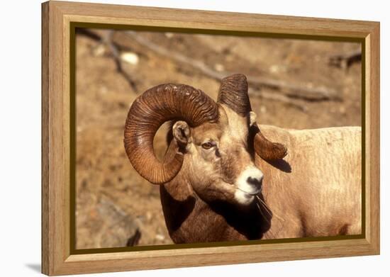 Male Bighorn Sheep Close-Up-John Alves-Framed Premier Image Canvas