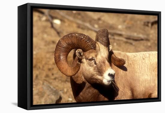 Male Bighorn Sheep Close-Up-John Alves-Framed Premier Image Canvas