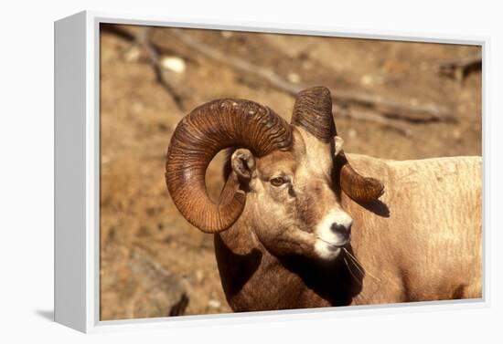 Male Bighorn Sheep Close-Up-John Alves-Framed Premier Image Canvas