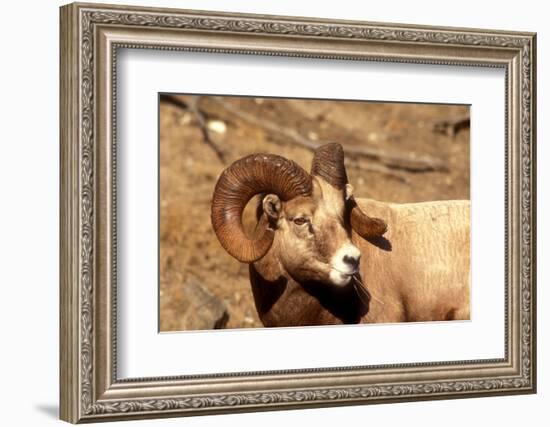 Male Bighorn Sheep Close-Up-John Alves-Framed Photographic Print