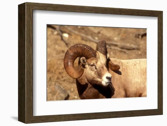 Male Bighorn Sheep Close-Up-John Alves-Framed Photographic Print