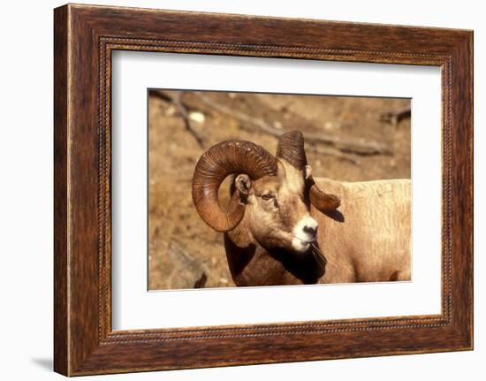 Male Bighorn Sheep Close-Up-John Alves-Framed Photographic Print