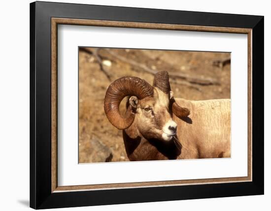 Male Bighorn Sheep Close-Up-John Alves-Framed Photographic Print