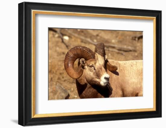 Male Bighorn Sheep Close-Up-John Alves-Framed Photographic Print