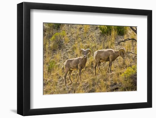 Male Bighorn Sheep, Feeding, Rescue Creek Area, Yellowstone National Park, Montana, USA-Michel Hersen-Framed Photographic Print