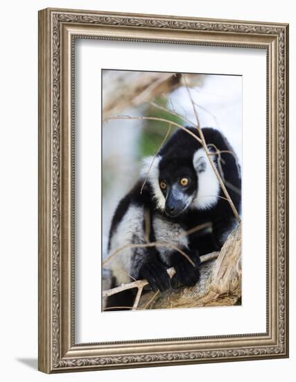 Male black-and-white ruffed lemur (Varecia variegata), Nosy Iranja, northern area, Madagascar, Afri-Christian Kober-Framed Photographic Print